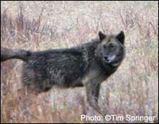 Limpy, the wolf, #253M, killed by hunters March 28, 2008