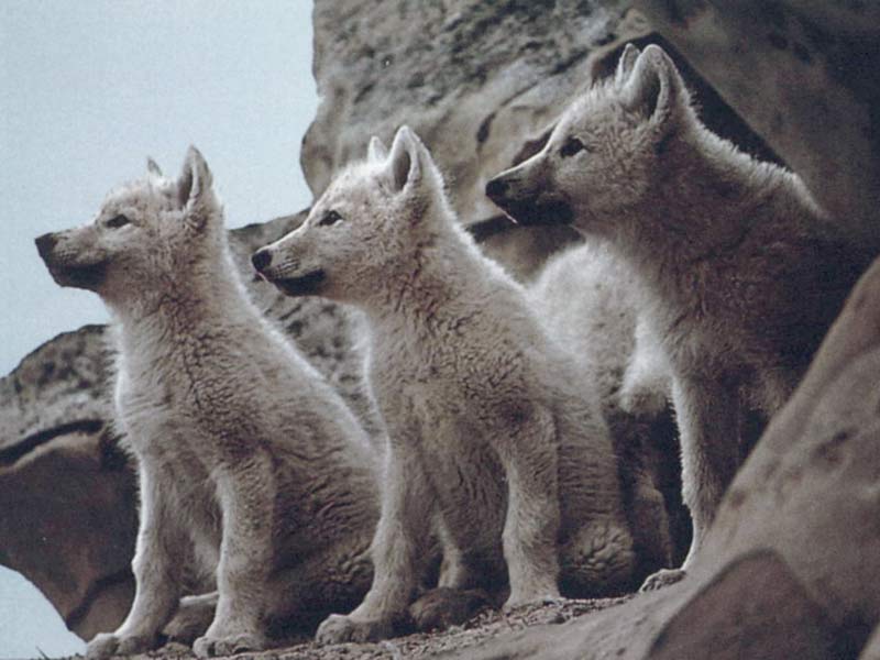 wolf pups